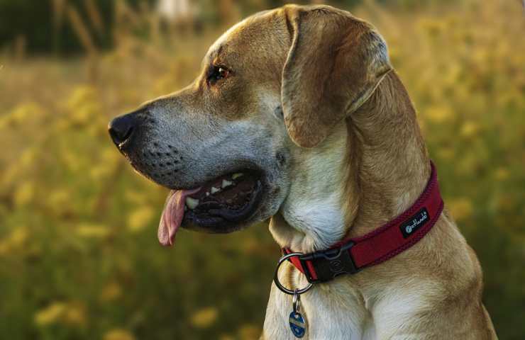 A dog seen in profile