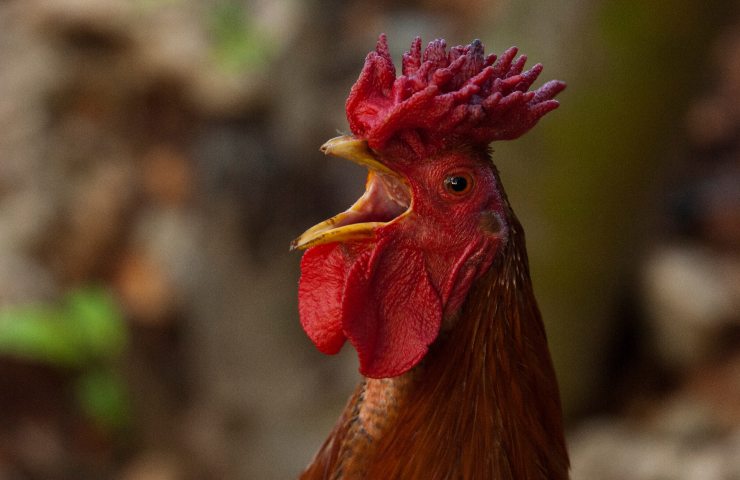 disturbo quiete pubblica gallo 