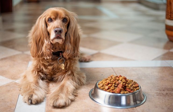 cane non mangia quando preoccuparsi