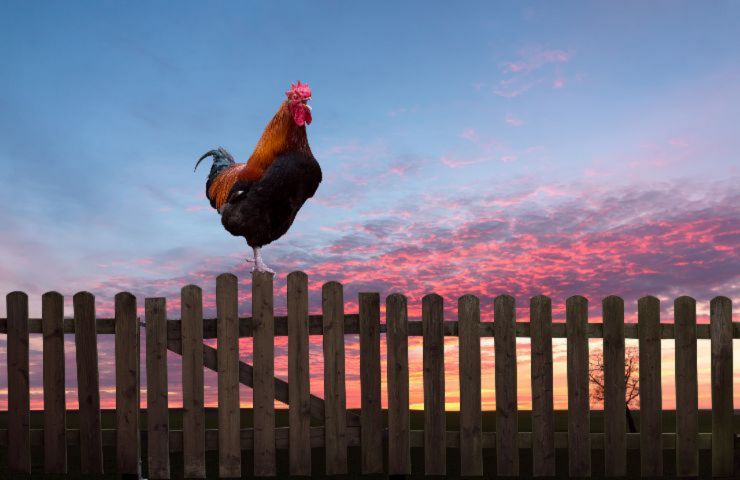 risarcimenti per gallo che canta