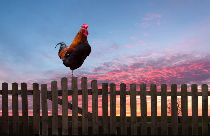 gallo canto disturbo quiete pubblica quando denunciare