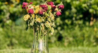 Fiori appassiti, colpa anche del vaso utilizzato: l’errore