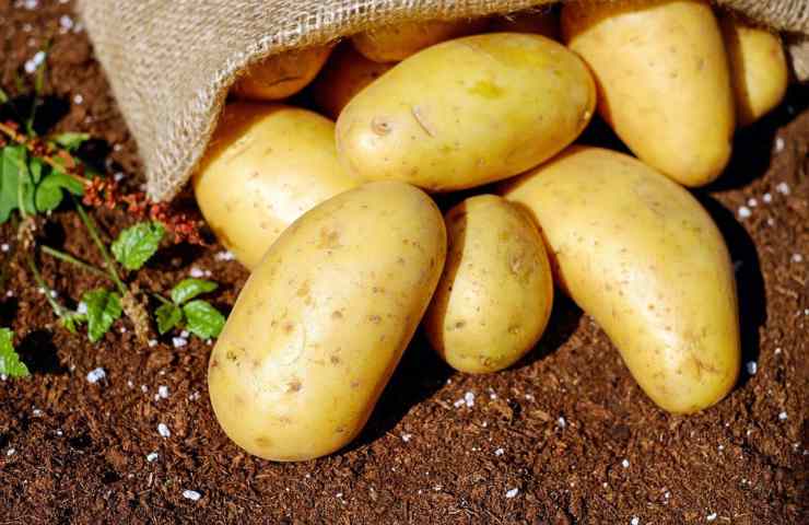 Un mucchio di patate appena colte