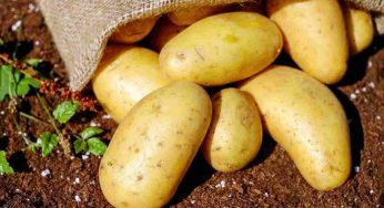 Le patate così diventano tossiche? Sfatiamo il mito