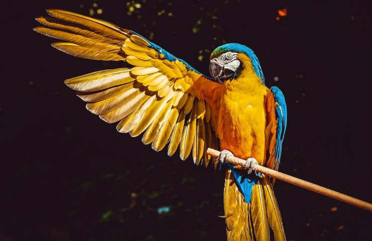 Un pappagallo dispiega una delle sue ali