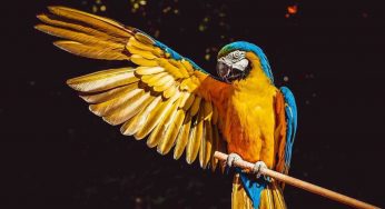 Come fanno i pappagalli a ripetere le nostre parole?