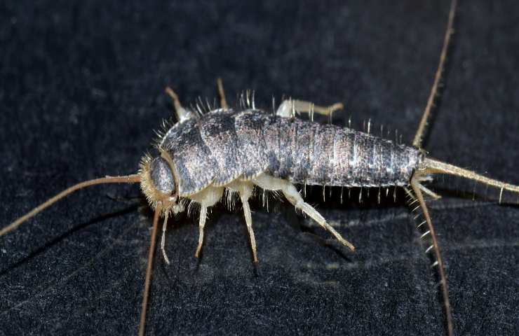 pesciolino d'argento insetto bagno