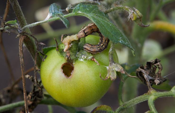 insetti italia causa caldo siccità