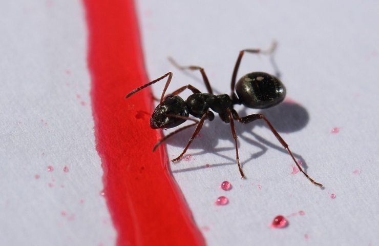 Una formica vista da molto vicino