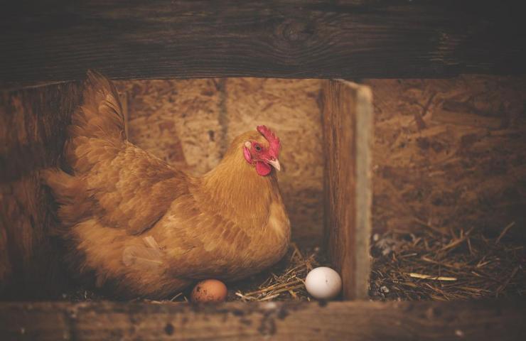 Una gallina ha deposte delle uova