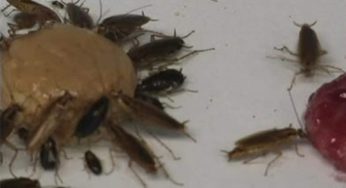 Trovare blatte in casa è un problema serio: cosa trasmettono