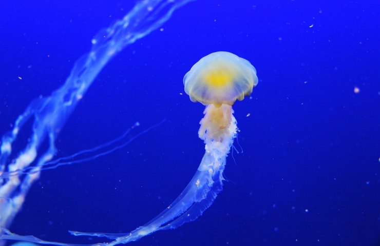 Una medusa che volteggia in acqua