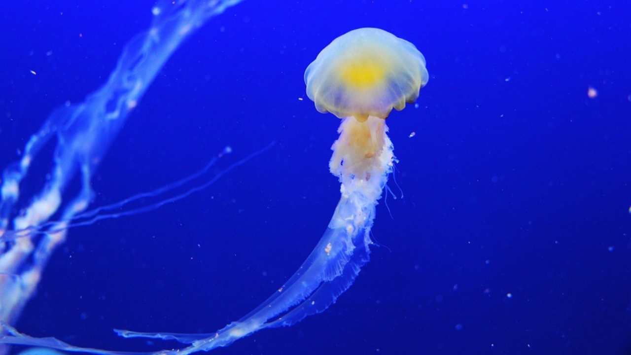 Quanto dura l'effetto di una puntura di medusa? Quanto dura l'effetto di una puntura di medusa?