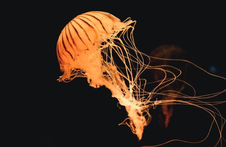 Una medusa dai tentacoli molto lunghi