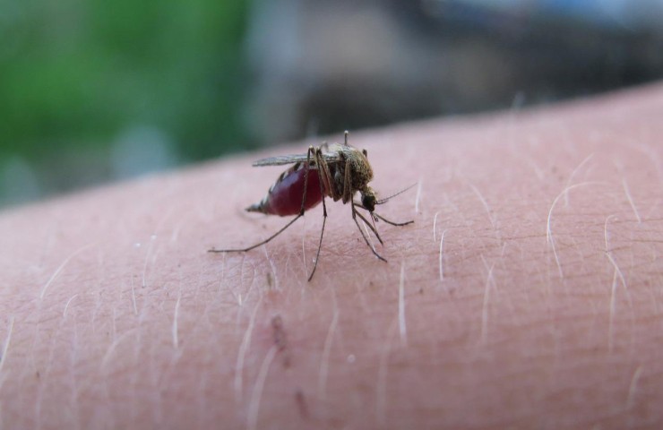 Pappataci zanzare insetti puntura