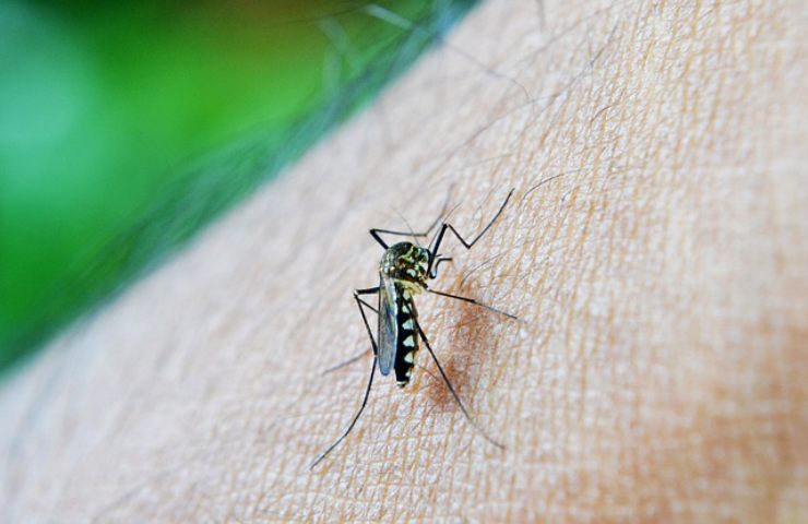 scoperto come zanzare pungono