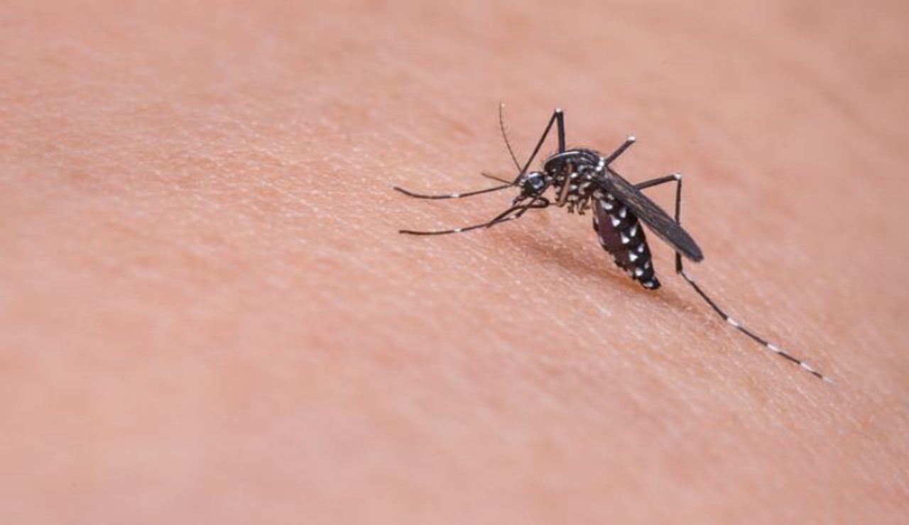 Zanza Insect Come capire dove si trova una zanzara in una stanza