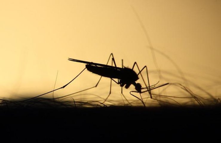 perché zanzare resistono ddt insetticidi 