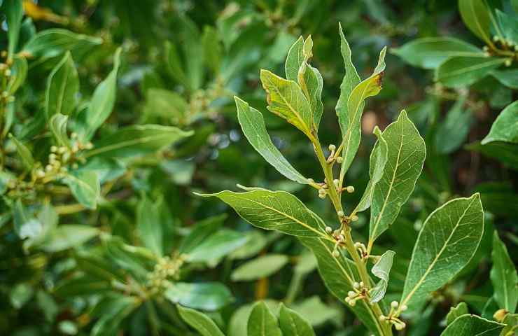 luglio potatura alberi