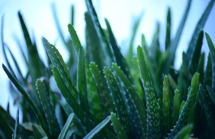 aloe vera pianta grassa