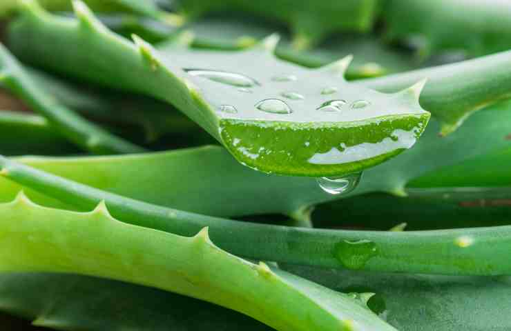 aloe come estrarre gel