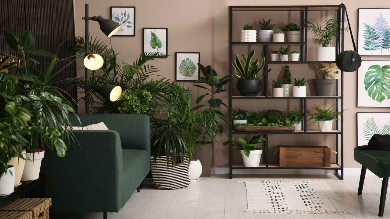 Arredare con le piante: 13 specie eleganti da appartamento