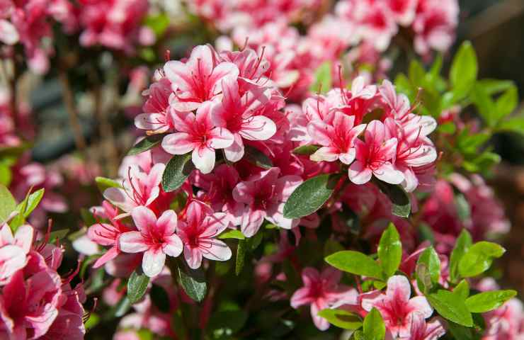 azalea velenosa cosa fare