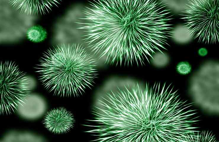 batteri presenti spugne pericolo peggio delle feci