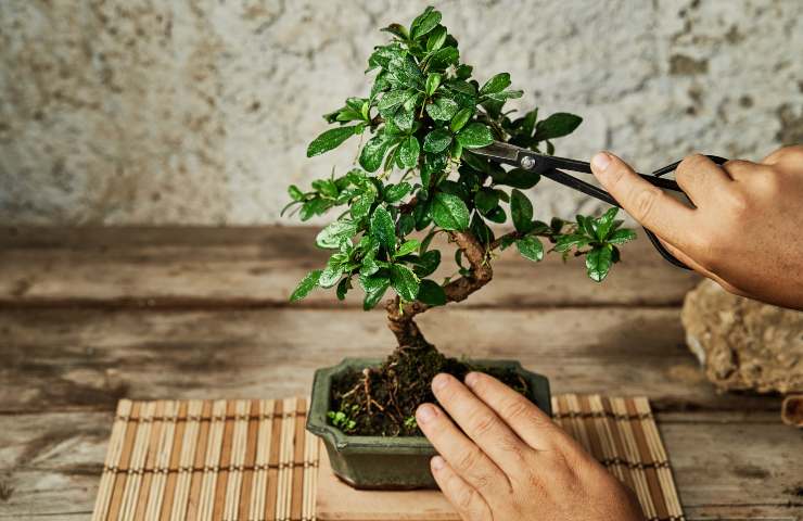 bonsai come irrigarlo