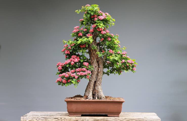 cosa significa regalare bonsai