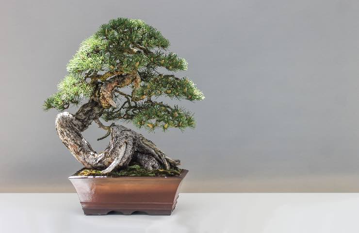 cosa significa regalare bonsai