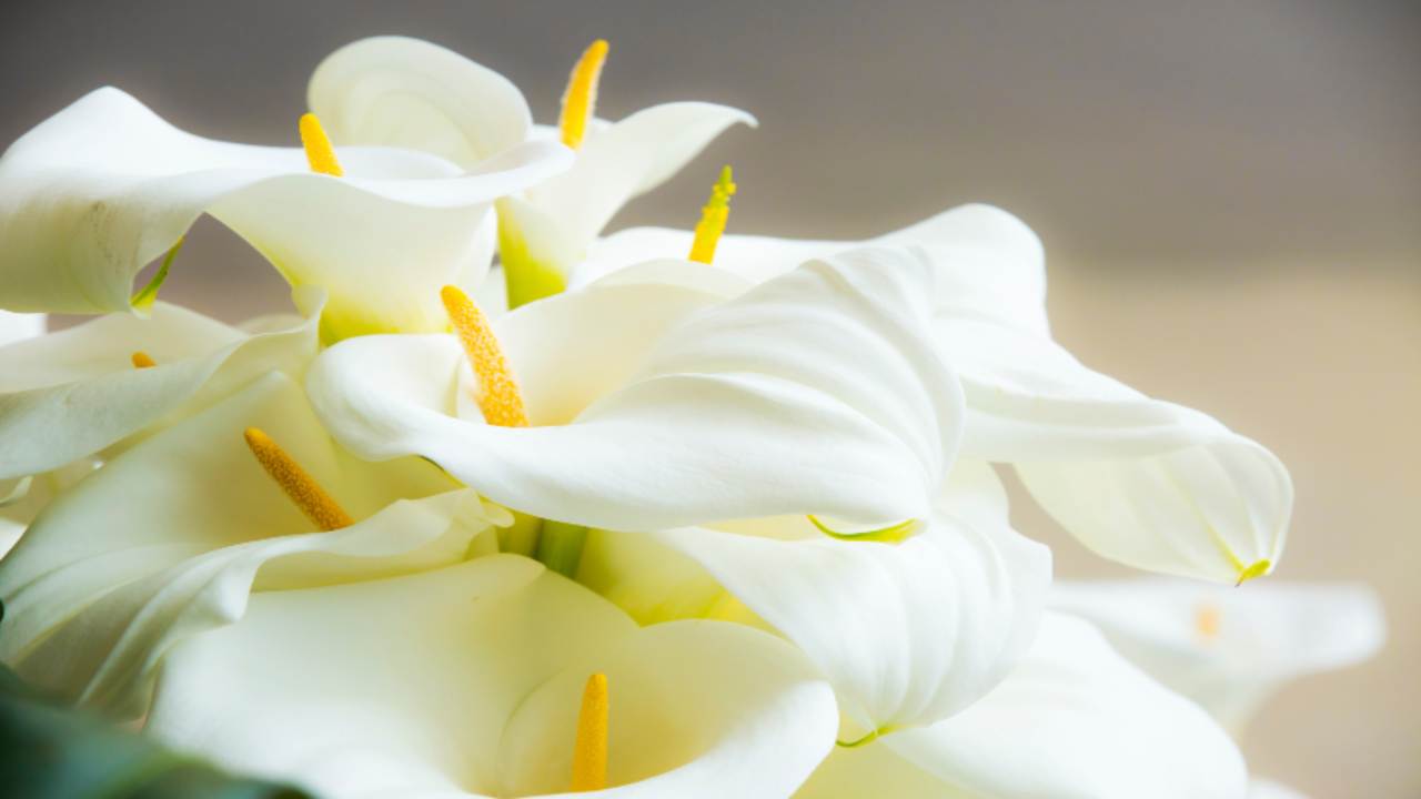 Calla Ultima Calla: tutto quello che bisogna assolutamente sapere