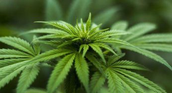 Coltivare canapa: come fare e quando è legale