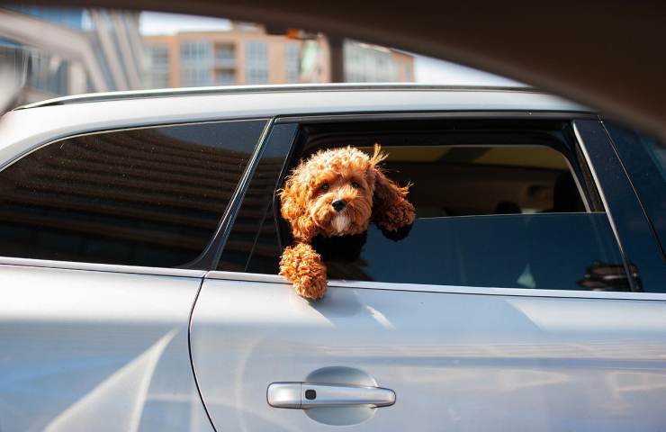 cane in auto multa