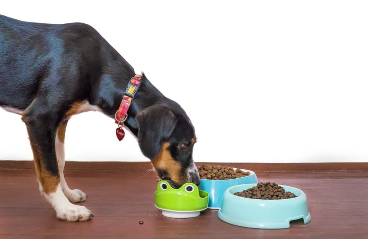 Cane che mangia crocchette