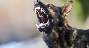 Cosa non fare mai se un cane si avvicina minaccioso