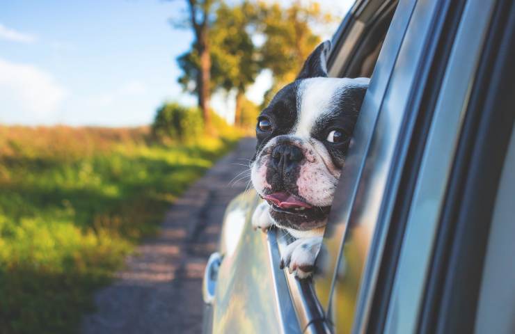 cane in auto multa