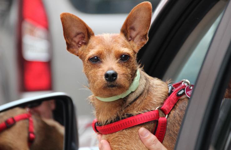 come deve viaggiare un cane in auto