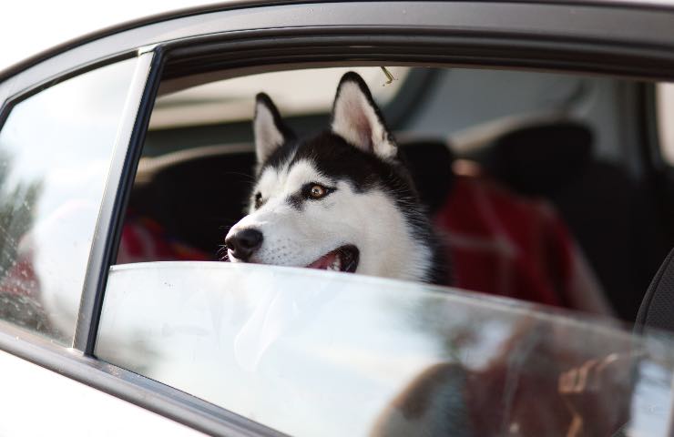 come deve viaggiare un cane in auto