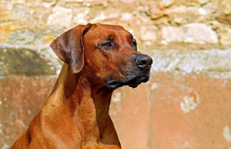 strumento raccogliere cacca cane