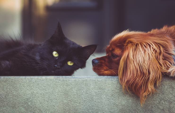 aria condizionata fa male cani gatti