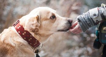 Cani maschi, allarme tumore naso e bocca: la terribile scoperta