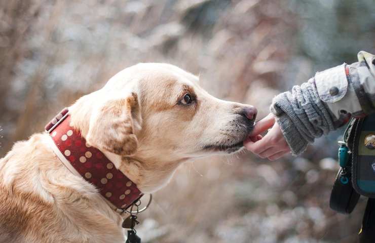 cane maschio tumore