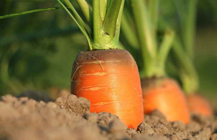 carota proprietà benefiche per l'organismo