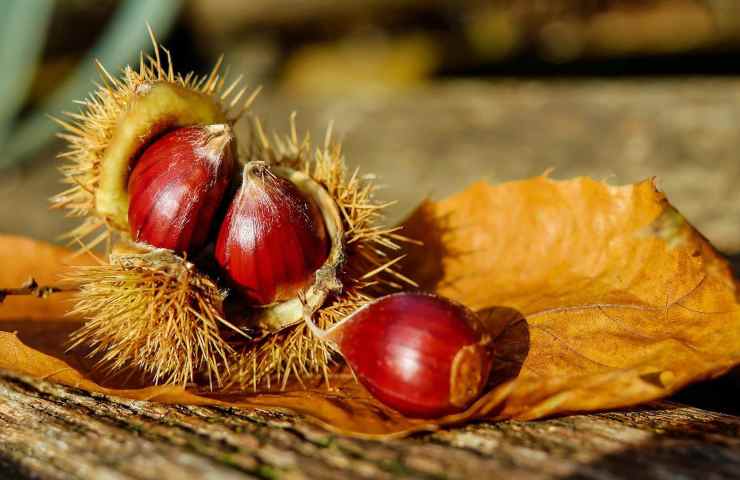 castagne frutta secca