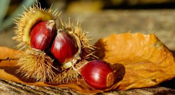 Castagne, perché sono totalmente diverse dall’altra frutta secca