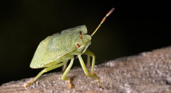 Perché le cimici puzzano se vengono schiacciate