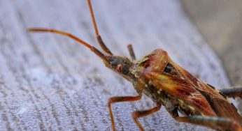 Cimici dei letti: dove si nasconodono in casa prima del materasso