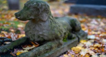 Cimitero per animali: come funziona e quanto costa