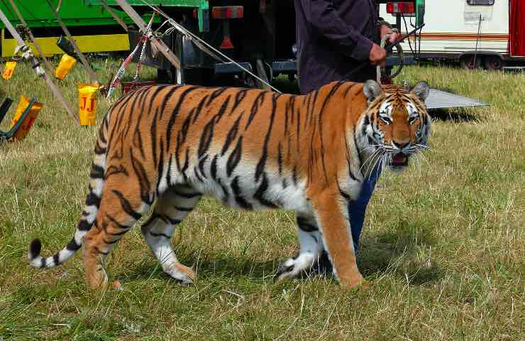 animali circo retroscena